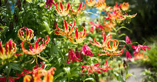 Climbing lily(Gloriosa superba L.)